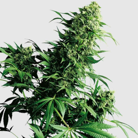 Shiva Shanti Cannabispflanze mit dichten, harzreichen Blütenständen an hohen Colas