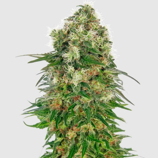 Shiva Skunk Blüte mit dichten Harzknospen und orangefarbenen Blütenstempeln