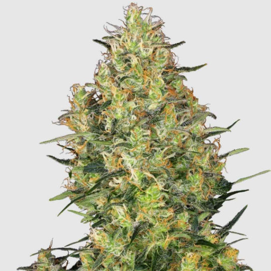 Dichter Shiva Skunk Blütenstand mit harzigen Trichomen und orangefarbenen Blütenstempeln