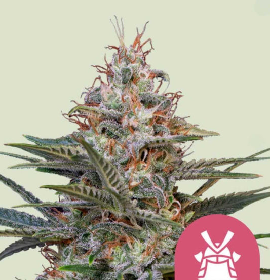 Harzige Shogun-Blüte mit orangen Stigmen, dichten Trichomen und kräftigen Zuckerblättern in Nahaufnahme