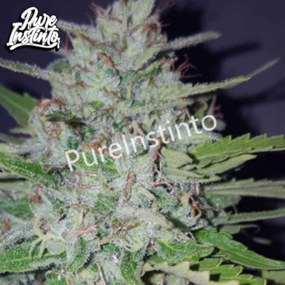 Shotgun Auto Cannabis Blüte mit dichten, harzigen Buds und sichtbaren Trichomen