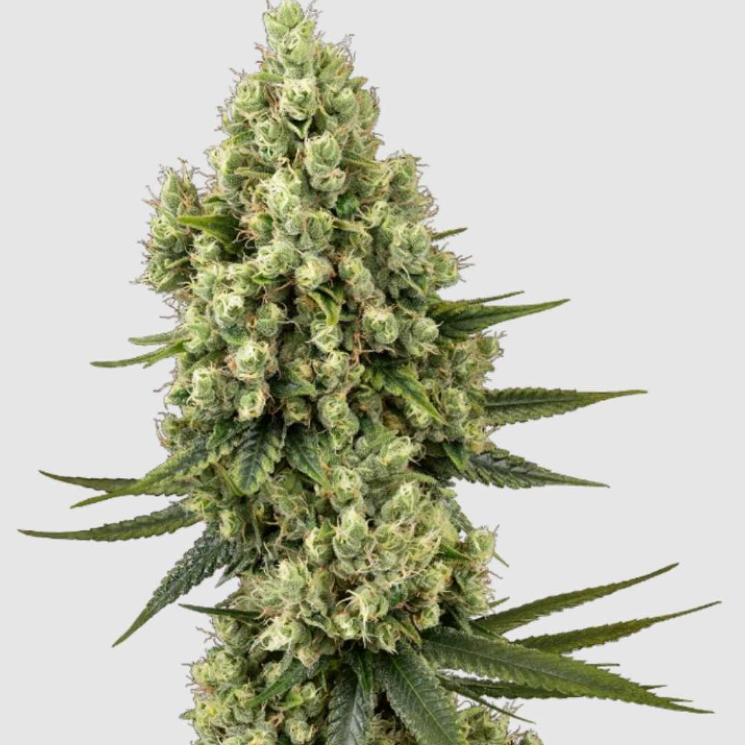 Silver Fire (Sensi Seeds) Feminisiert