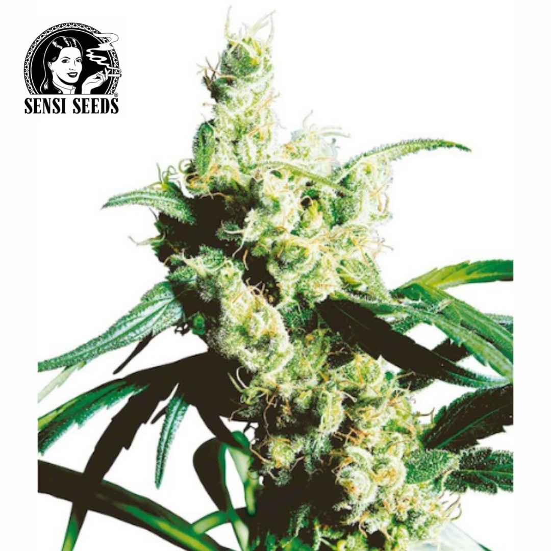 Harzige Silver Haze #9 Blüte mit langen weißen Blütenfäden und schmalen grünen Blättern