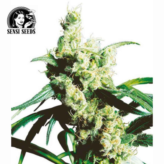Harzige Silver Haze #9 Blüte mit langen weißen Blütenfäden und schmalen grünen Blättern