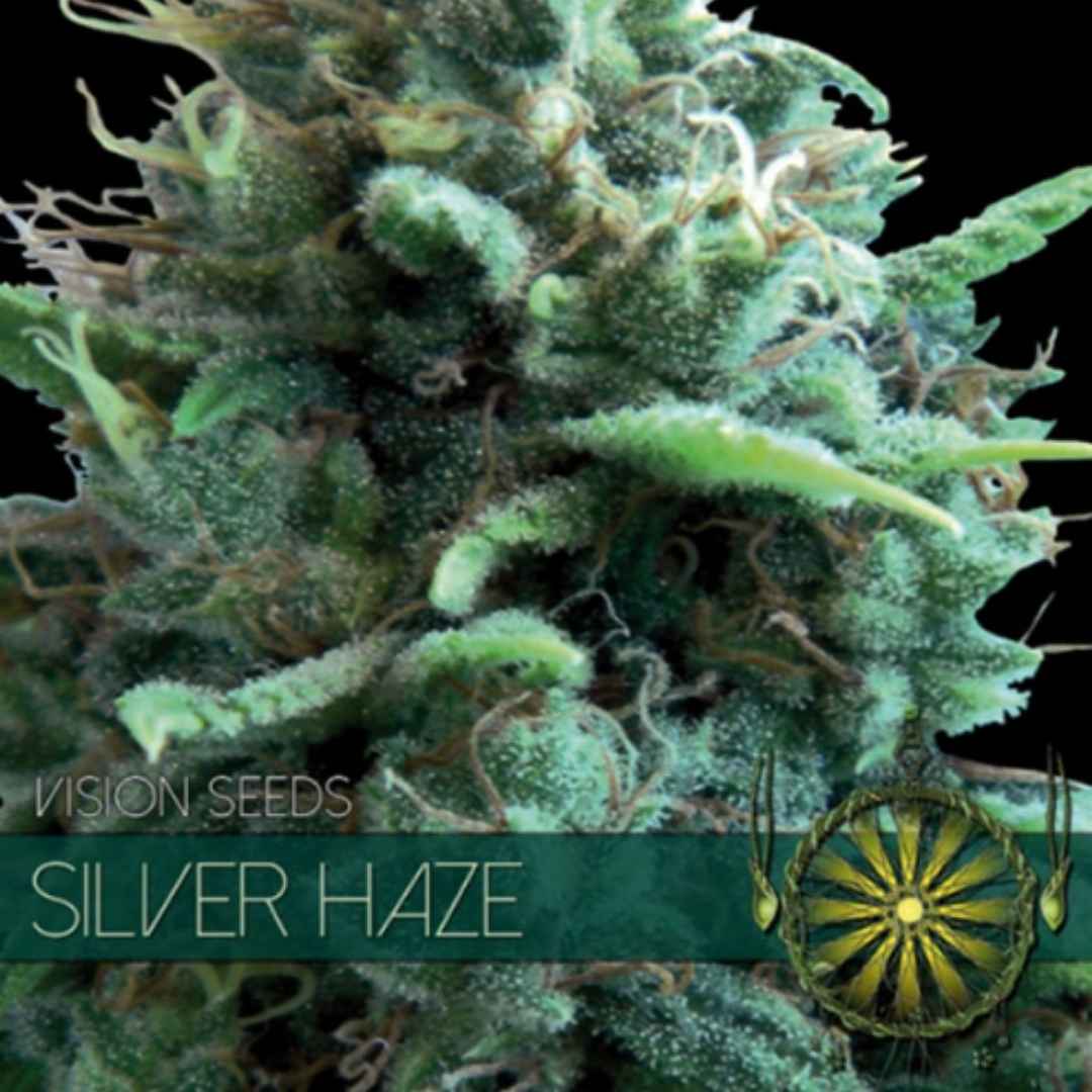 Silver Haze von Vision Seeds mit dichter grüner Cannabisblüte und kräftiger Trichomschicht.