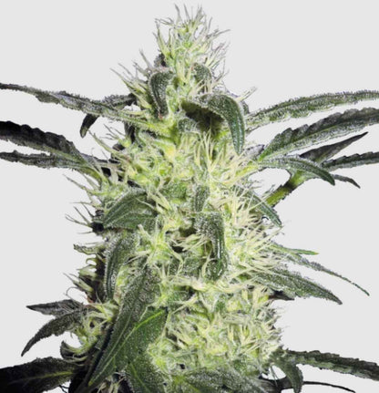 Silver Haze Regular Blüte mit dichten, harzigen Trichomen und hellen Blütenstempeln