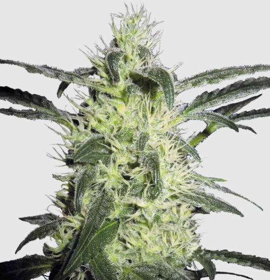 Silver Haze Regular Blüte mit dichten, harzigen Trichomen und hellen Blütenstempeln