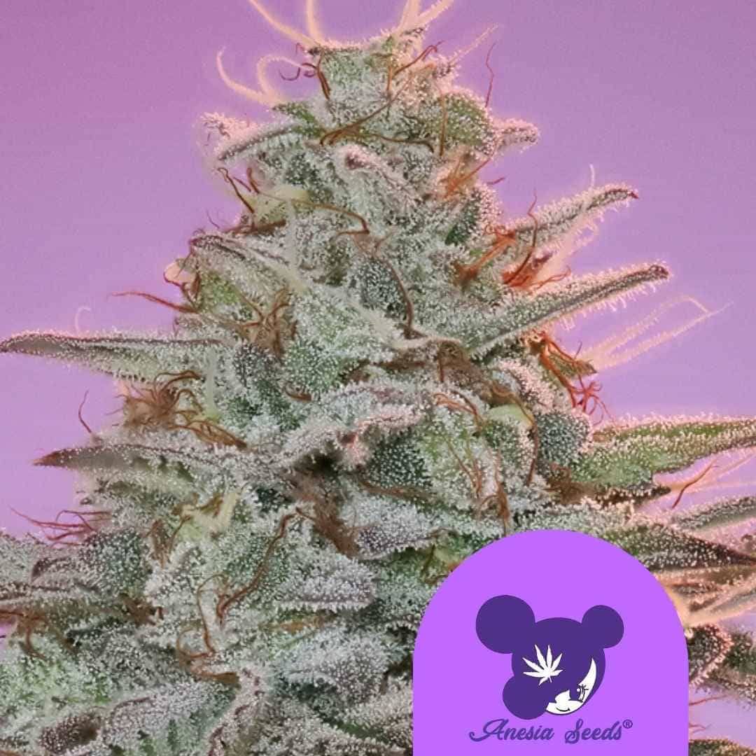 Nahaufnahme einer harzigen Sinai Cannabisknospe mit dichten Trichomen und orangefarbenen Blütenhaaren