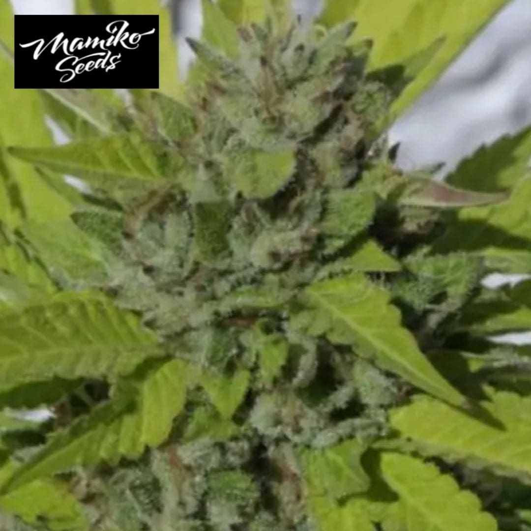 Sister Cookies Cannabisblüte mit dichten, harzigen Blütenkelchen und grünen Zuckerblättern