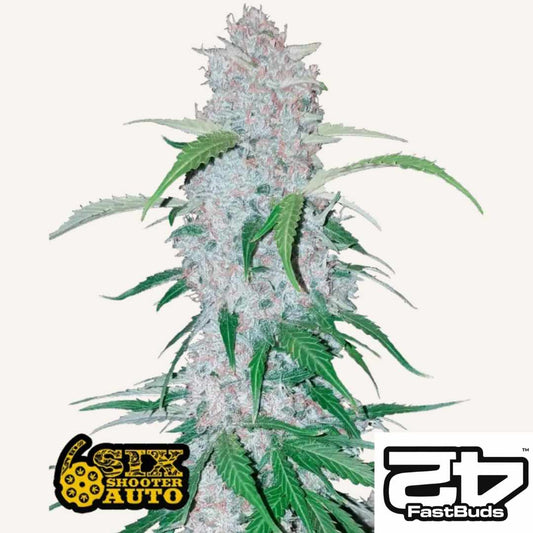 Six Shooter Auto Blüte mit dichten, harzreichen Buds und grünen Zuckerblättern