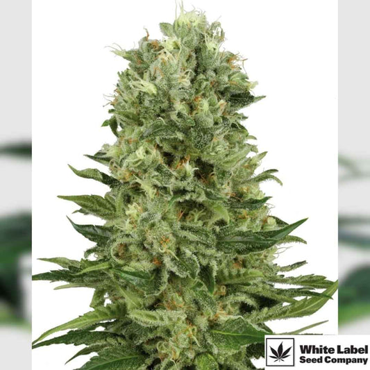 Skunk #1 Automatic mit dichtem, harzreichem Hauptbud und orangefarbenen Blütenfäden