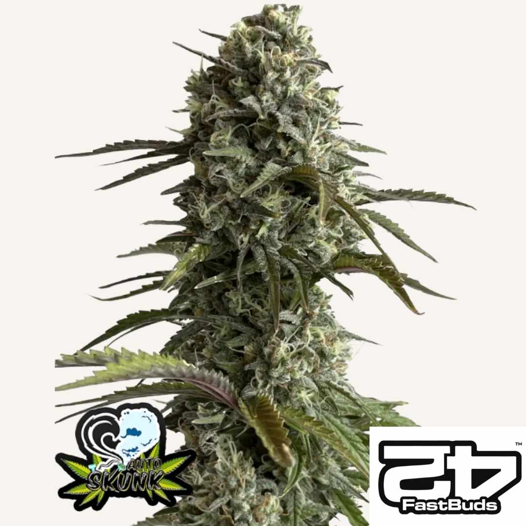 Dichte Blüte von Skunk Auto mit harzigen Buds und grünen Blättern