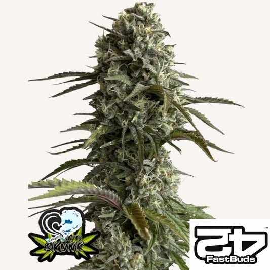 Dichte Blüte von Skunk Auto mit harzigen Buds und grünen Blättern
