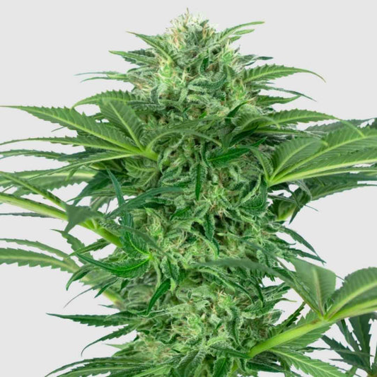 Slunk Dream CBD Cannabisblüte mit kräftigen grünen Blättern und dichten, harzigen Knospen