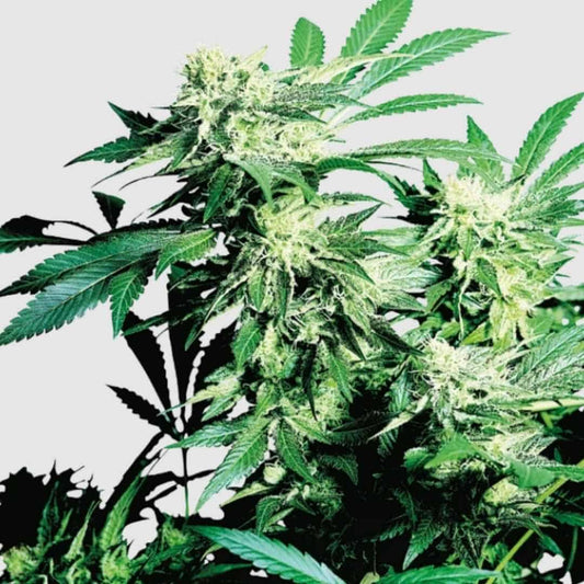 Skunk Kush Cannabispflanze mit dichten, harzigen Blüten und gezackten grünen Blättern