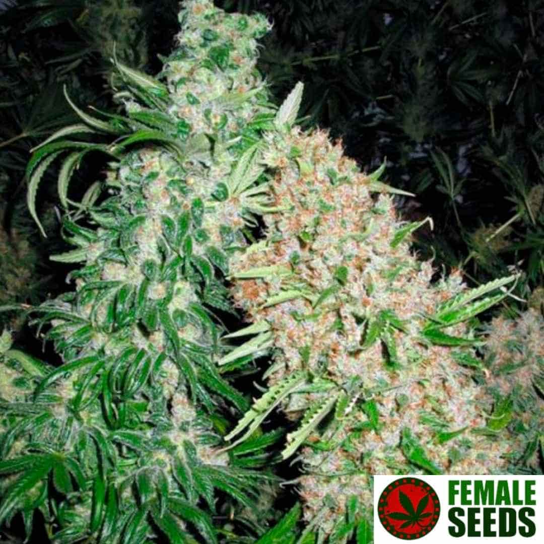 Reife Skunk Special Cannabisblüten mit dichten, harzigen Buds und vielen orangefarbenen Stempeln an der Pflanze