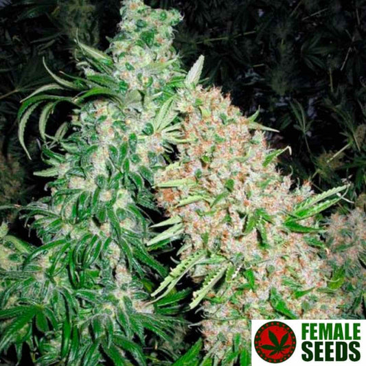 Reife Skunk Special Cannabisblüten mit dichten, harzigen Buds und vielen orangefarbenen Stempeln an der Pflanze