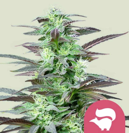 Skunk XL Hanfpflanze mit dichten, harzigen Buds und violett gerandeten Blättern