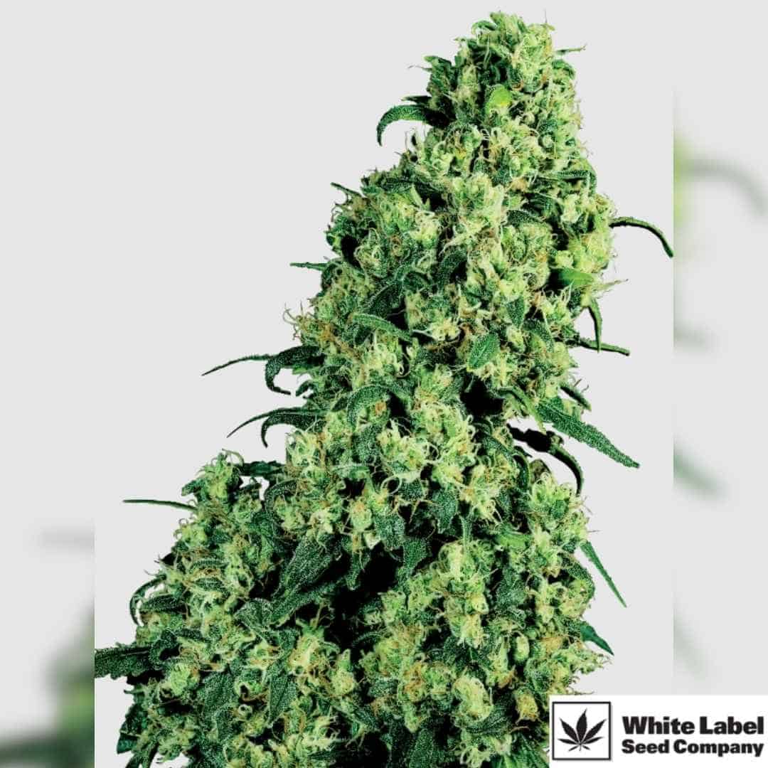 Skunk #1 mit großer, dichter Hauptcola und harzigen, hellgrünen Blüten