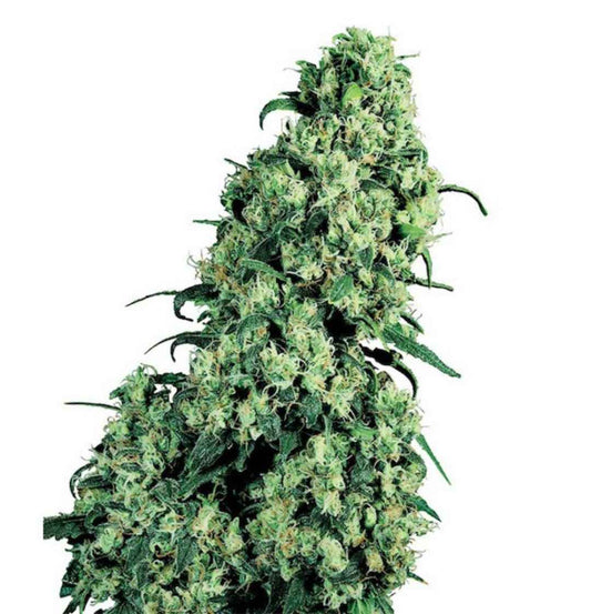 Große, harzige Skunk #1 Blüte mit dichten, hellgrünen Buds und vielen Trichomen