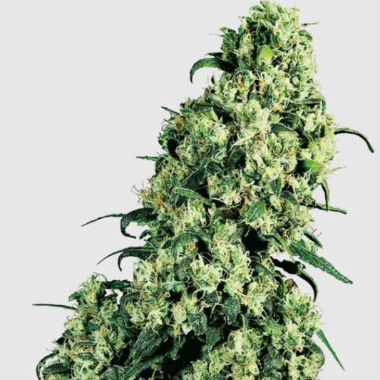 Skunk #1 Regular Blütenstand mit dichtem Harzbesatz und orangen Stigmen