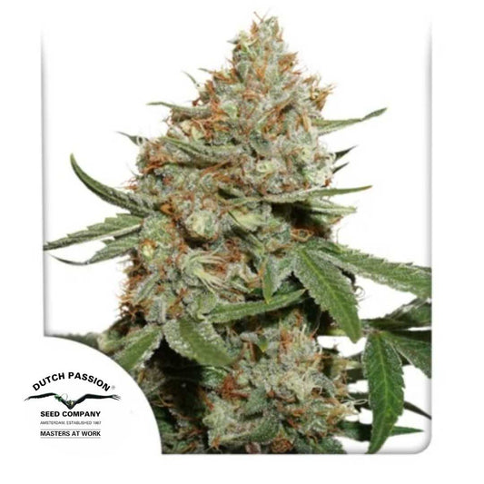 Skunk #11 Bud mit dichten Blüten, orangen Härchen und glänzenden Harztrichomen