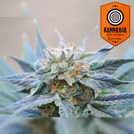 Skunk+ Blüte mit dichten Harztrichomen und orangefarbenen Blütenhaaren