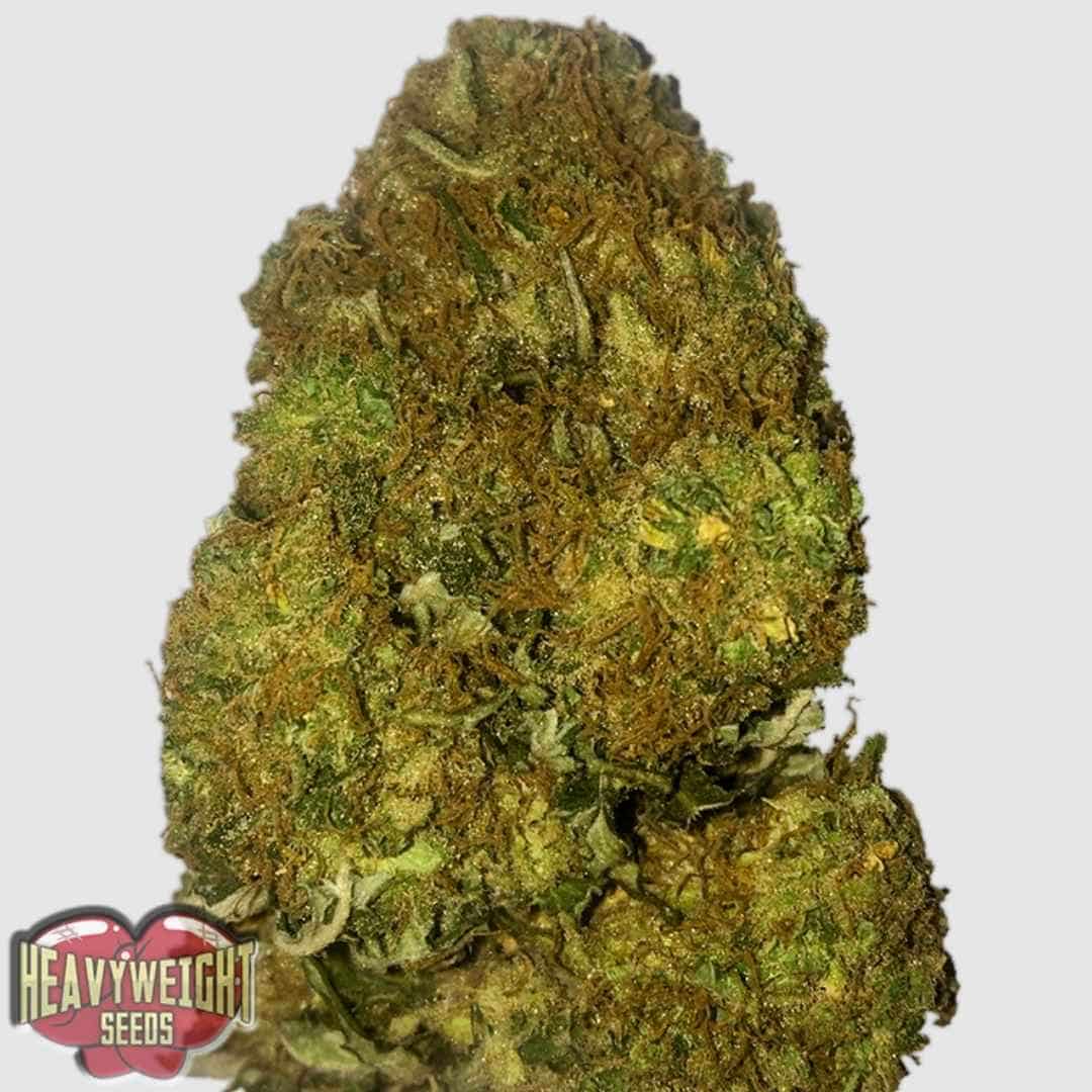 Skunky Monkey Auto Blüte mit dichten, harzigen Buds und orangefarbenen Pistillen