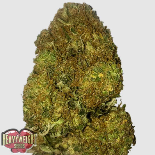 Skunky Monkey Auto Blüte mit dichten, harzigen Buds und orangefarbenen Pistillen