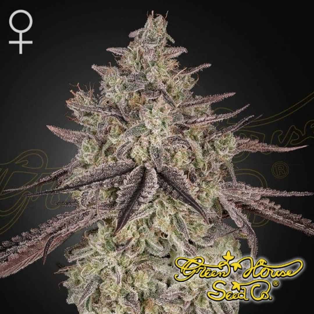 Skywalker Auto Cannabispflanze mit dichten, harzigen Blütenständen und violett gefärbten Zuckerblättern