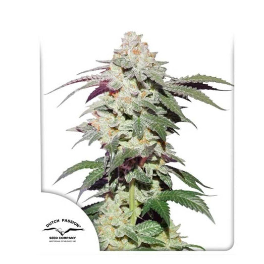 Skywalker Haze Blüte mit dichten Harztrichomen und violett-grünen Blättern