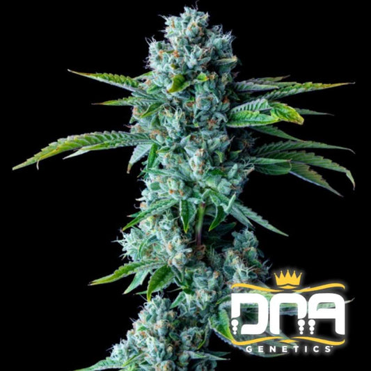 Dichte Skywalker Kush Blüte mit frostigen Trichomen und harzüberzogenen Blättern in voller Blütephase