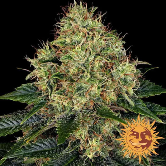 Skywalker OG Auto Blüte mit dichten Harztrichomen und orangen Blütenhärchen