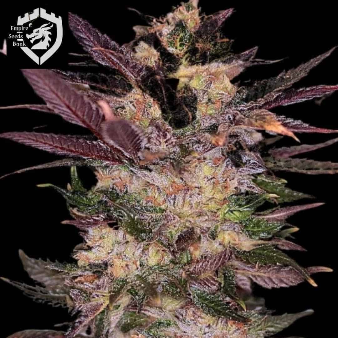 Slapz Cannabisblüte mit harzigen Kelchen, orangefarbenen Stempeln und dunkelvioletten Blättern