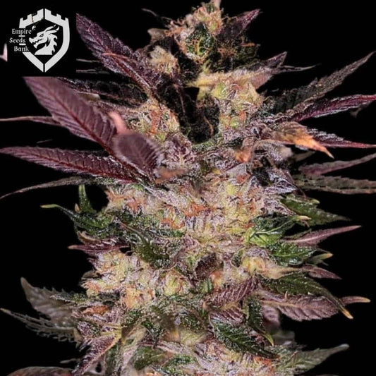 Slapz Cannabisblüte mit harzigen Kelchen, orangefarbenen Stempeln und dunkelvioletten Blättern