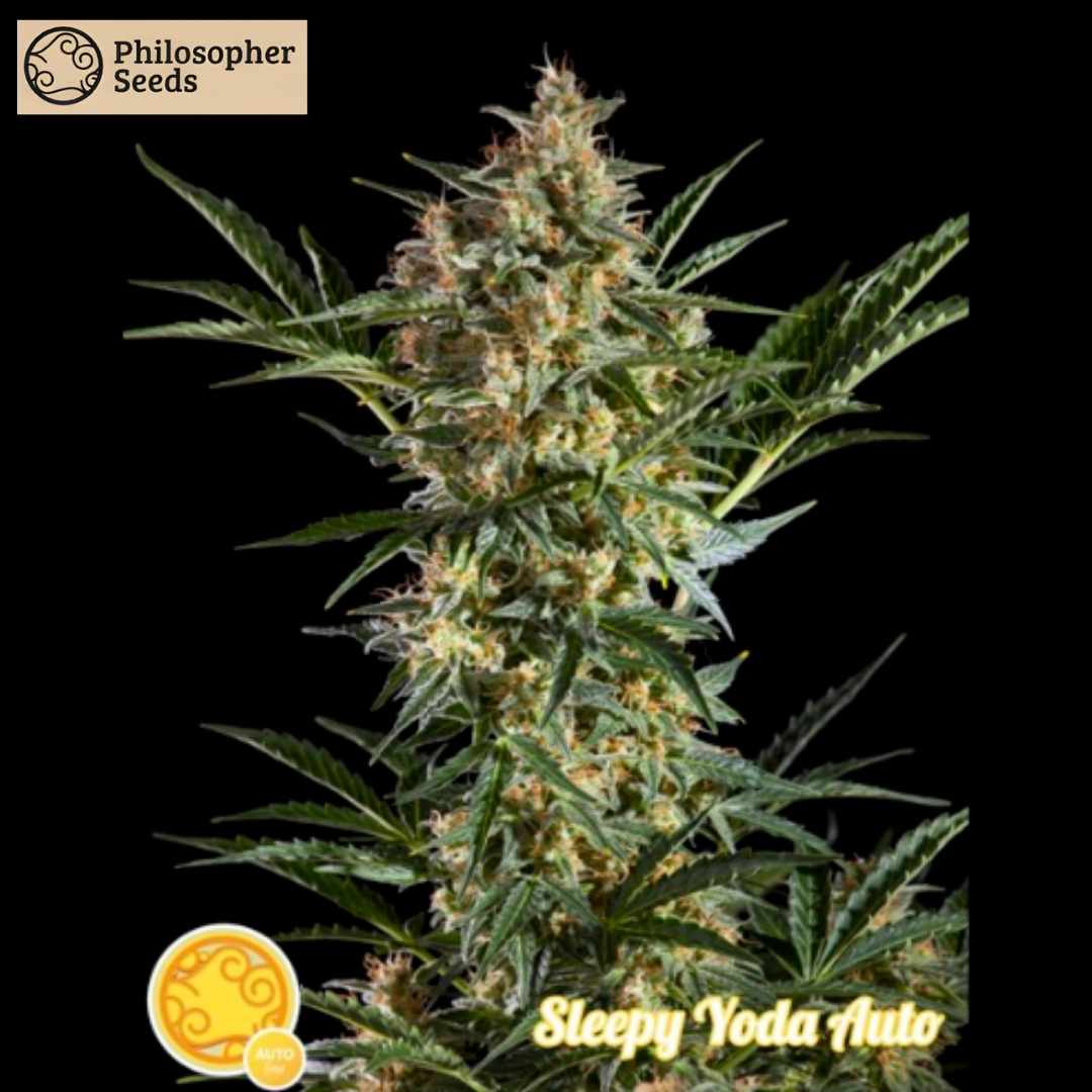 Sleepy Yoda Auto Cannabispflanze mit dichtem Hauptbud, harzigen Blüten und grünen Blättern