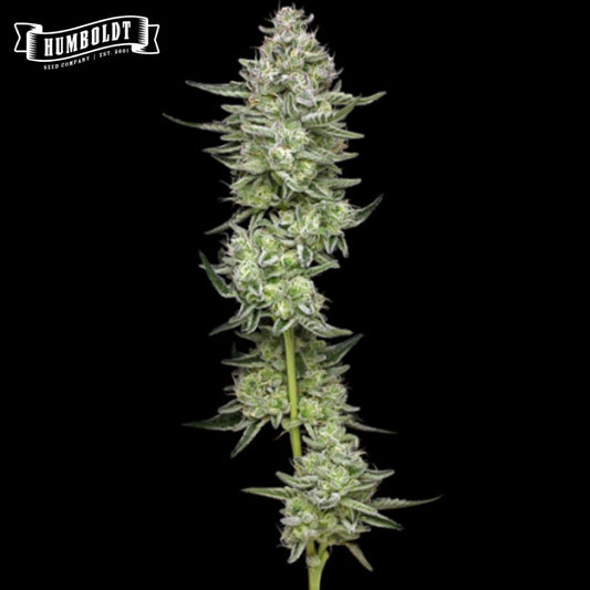 Slightly Stoopid Collie Man Kush (Humboldt Seed Company) feminisierte