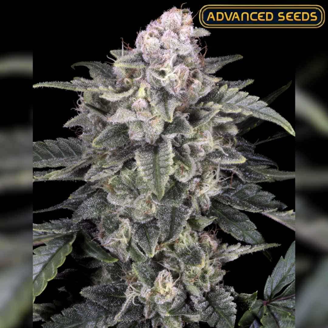 Dichte Slurricane Blüte mit dicker Harzschicht und violett-grünen Blättern voller Trichome.