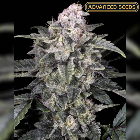 Dichte Slurricane Blüte mit dicker Harzschicht und violett-grünen Blättern voller Trichome.