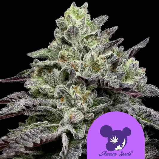 Smashberry Fumez Cannabisblüte mit dichten, frostigen Trichomen und violett-grünen Blättern.