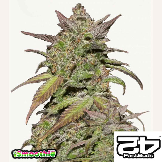 Smoothie Auto Bud mit lila Blättern und dichten Harzschichten von Fast Buds