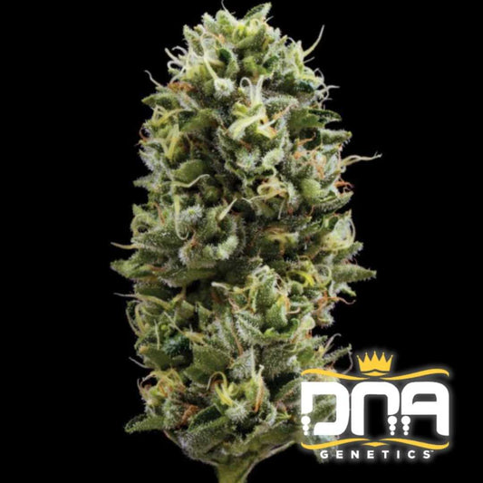 Dicht bewachsene Snack Pack Blüte mit dicken Harzschichten und orangefarbenen Blütenfäden.