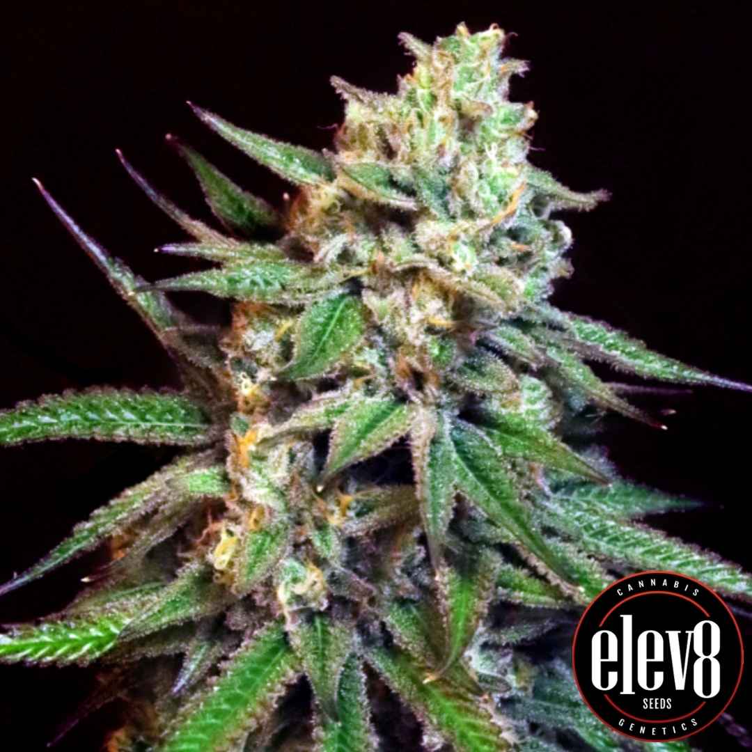 Snoop's Applefrizzle Bud mit dichten Harzschichten und farbigen Blütenstrukturen