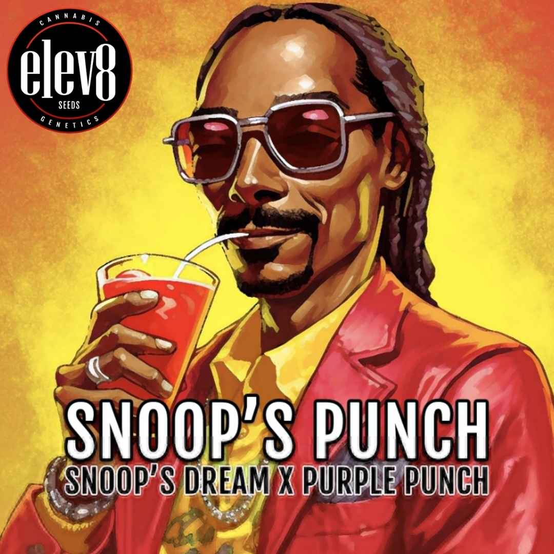 Snoops Punch (Elev8 Seeds) Feminisiert