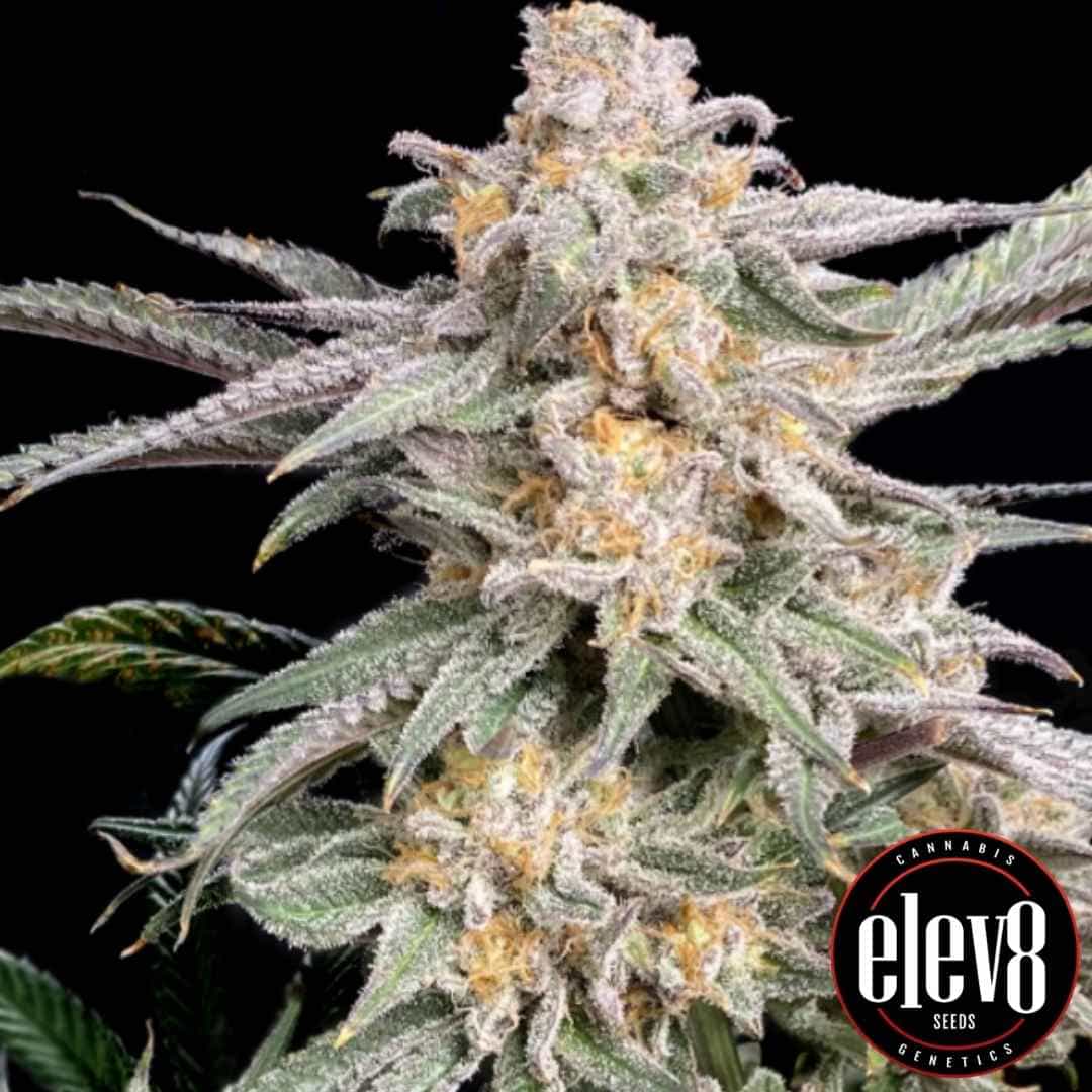 Snoops Punch (Elev8 Seeds) Feminisiert