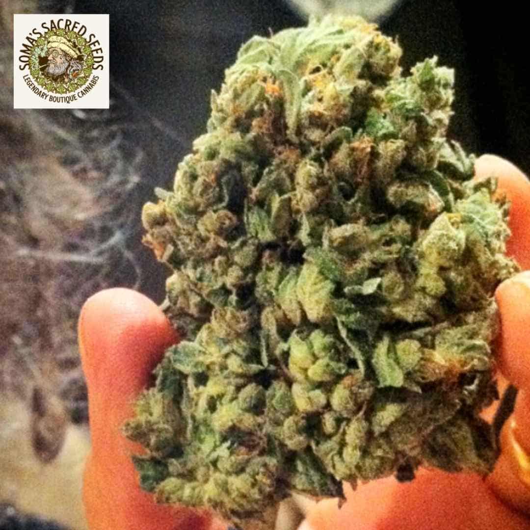 Dichte So G Kush Blüte mit grünen Kelchen, orangefarbenen Blütenfäden und harziger Struktur in einer Hand