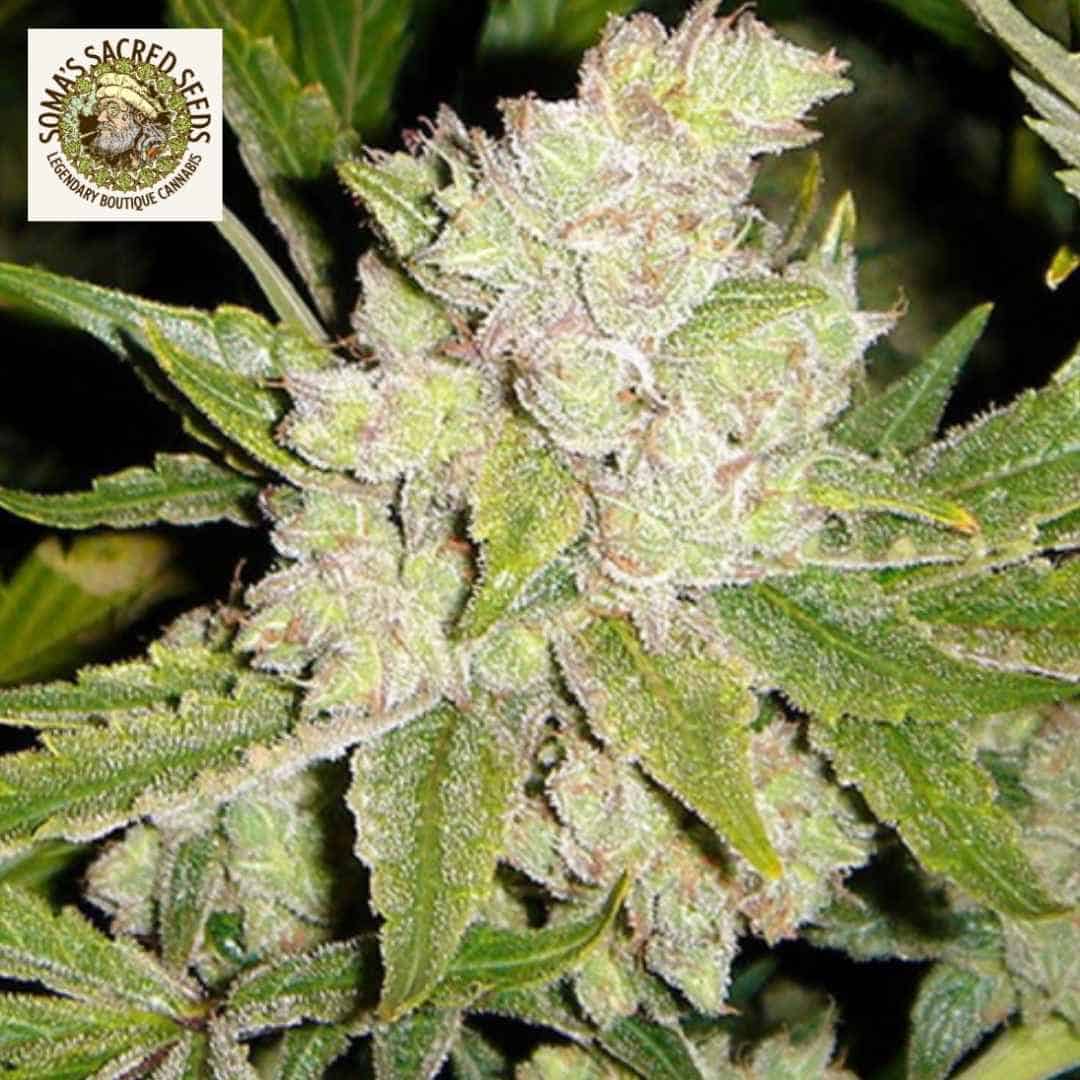 Sogouda Cannabisblüte mit dichten, harzigen Buds, hellen Trichomen und orangefarbenen Blütenfäden