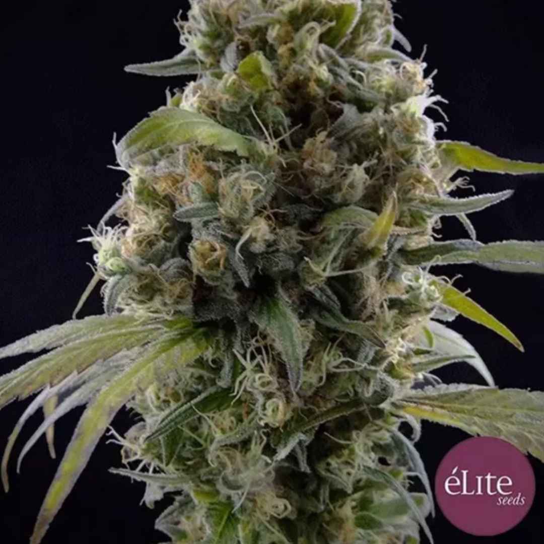 Solodiol CBD Blüte mit harzigen Trichomen, hellen Blütenfäden und schmalen grünen Blättern