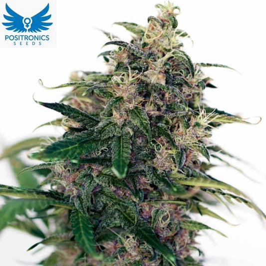 Somango #47 Auto Cannabisblüte mit dichten harzigen Buds, grünen Blättern und orangefarbenen Pistillen in der späten Blütephase