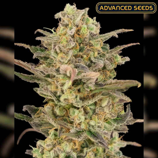 Somango Glue (Advanced Seeds) Feminisiert